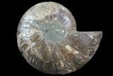 Cut Ammonite Fossil (Half) - Agatized #69052-1